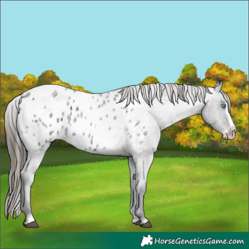 Horse Color:Blue Roan Splash Appaloosa 