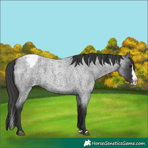Horse Color:Blue Roan Splash Varnish