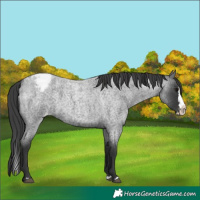 Horse Color:Blue Roan Splash Varnish 
