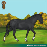 Horse Color:Black 