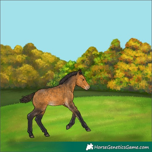 Horse Color:Buckskin 