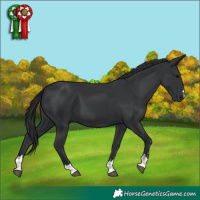 Horse Color:Black 