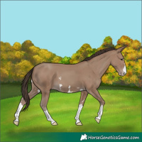 Horse Color:Classic Champagne