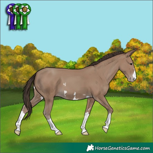 Horse Color:Classic Champagne 