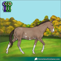 Horse Color:Classic Champagne