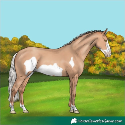 Horse Color:Silver Amber Champagne Frame 