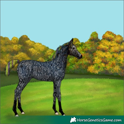 Horse Color:ERROR: UNKNOWN ANOMALY