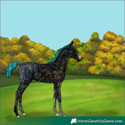Horse Color:ERROR: UNKNOWN ANOMALY