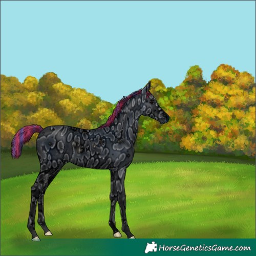 Horse Color:ERROR: UNKNOWN ANOMALY