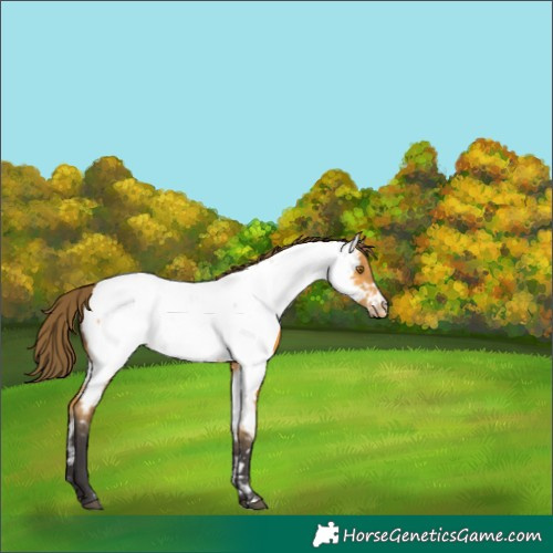 Horse Color:Buckskin Appaloosa 