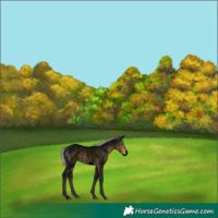 Horse Color:Void Silver Buckskin Roan Frame