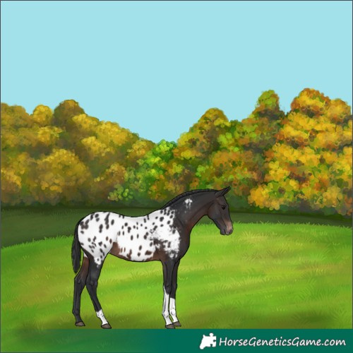 Horse Color:Brown Tobiano Near Leopard 
