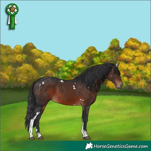 Horse Color:White Spotted Brown Tobiano 