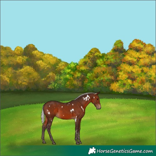 Horse Color:White Spotted Silver Brown 