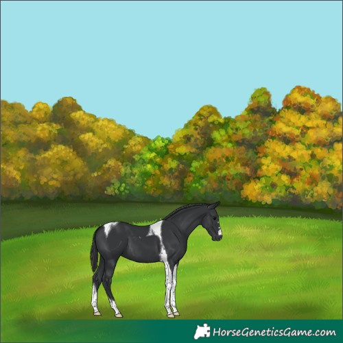 Horse Color:Black Tobiano 