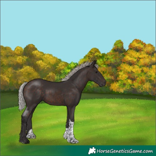 Horse Color:Silver Brown Tobiano Rabicano 