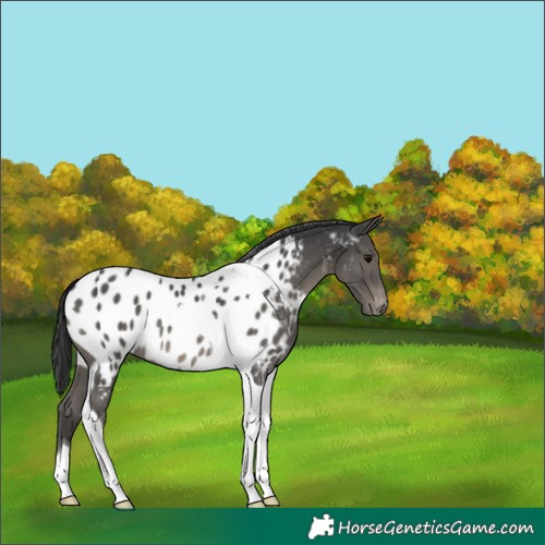 Horse Color:Black Tobiano Near Leopard 