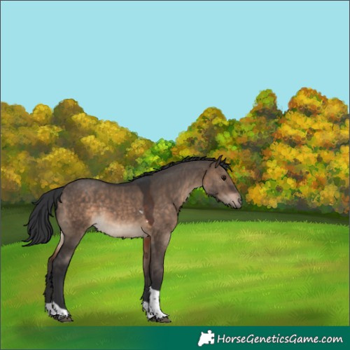 Horse Color:Brown Dun Tobiano 