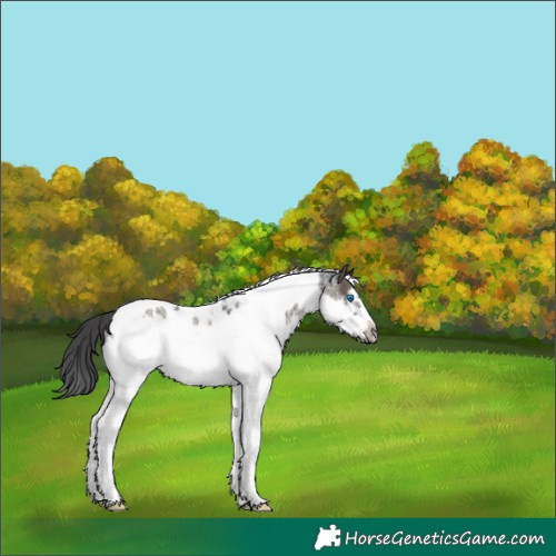 Horse Color:Grullo Splash Tobiano Frame 