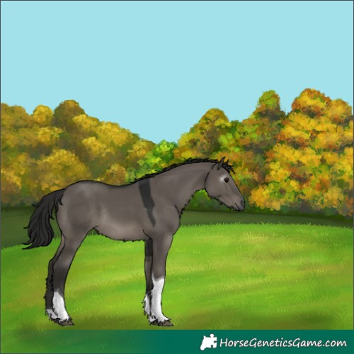 Horse Color:Gray Grullo Tobiano Rabicano 