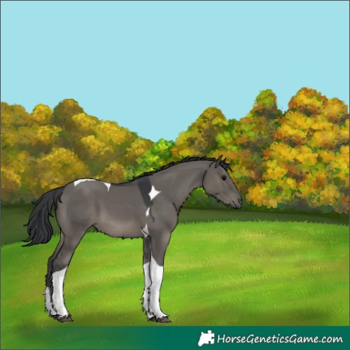 Horse Color:Grullo Tobiano 
