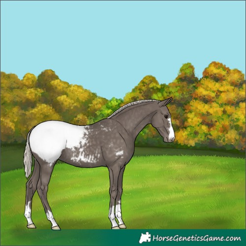 Horse Color:Silver Smoky Black Appaloosa 