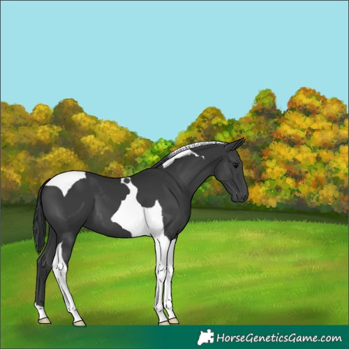 Horse Color:Black Tobiano 