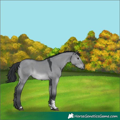 Horse Color:Grullo Chinchilla Tobiano 