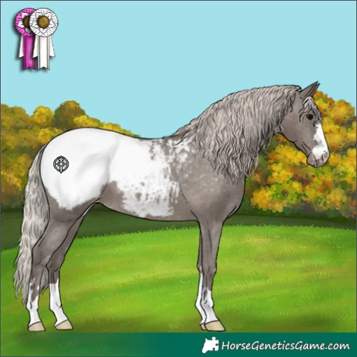 Horse Color:Silver Black Appaloosa 