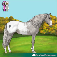 Horse Color:Silver Black Appaloosa 