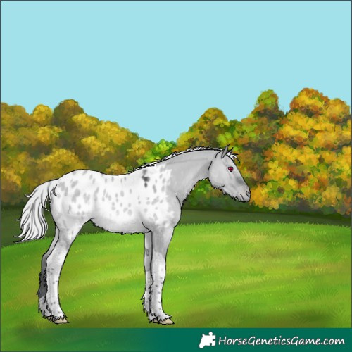 Horse Color:Silver Grullo Chinchilla Tobiano Appaloosa 