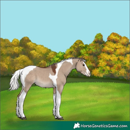 Horse Color:Silver Grullo Splash Tobiano 