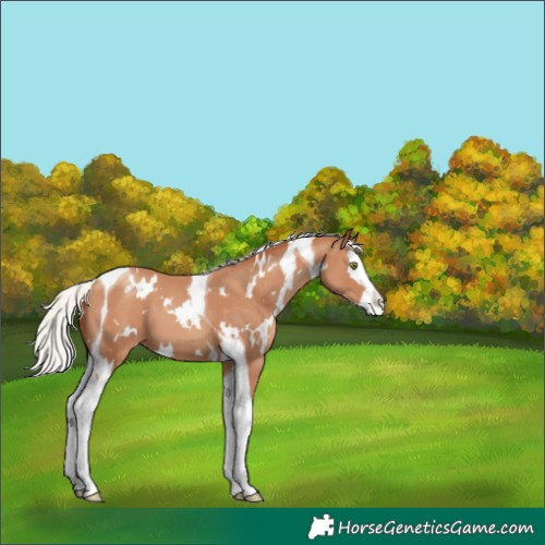 Horse Color:White Spotted Silver Classic Champagne Splash Tobiano Varnish 