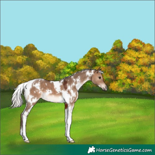 Horse Color:White Spotted Silver Brown Dun Tobiano 