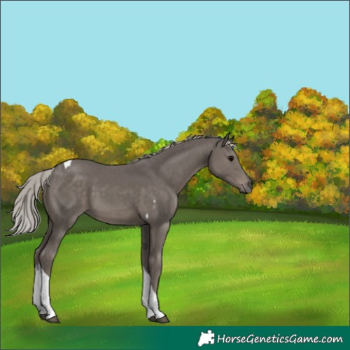 Horse Color:Silver Black Tobiano 