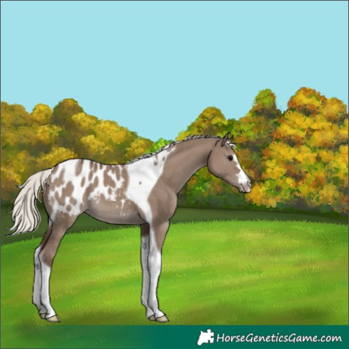 Horse Color:Silver Grullo Tobiano Blanket 