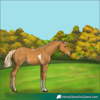 Horse Color:Palomino Tobiano 