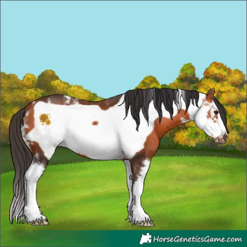 Horse Color:Bay Sabino Frame 