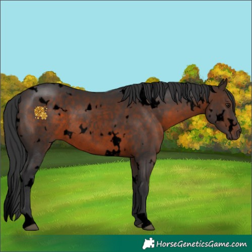Horse Color:Void White Spotted Brown Rabicano 