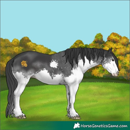 Horse Color:Black Sabino Splash 