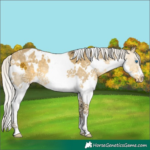 Horse Color:White Spotted Silver Sable Cream Champagne Splash Appaloosa 