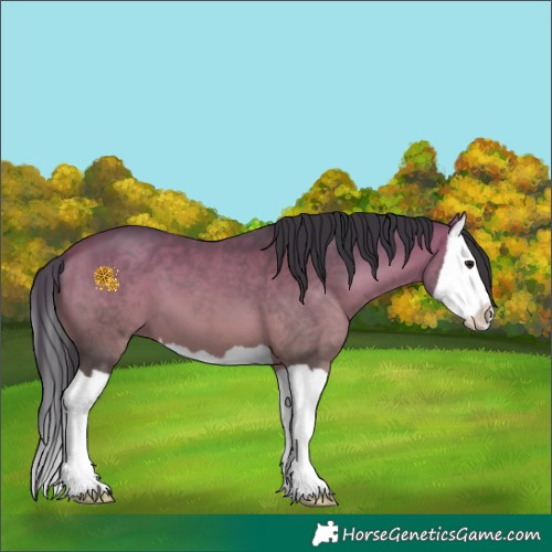 Horse Color:Bay Splash 
