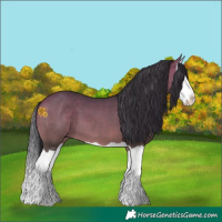 Horse Color:Bay Splash 