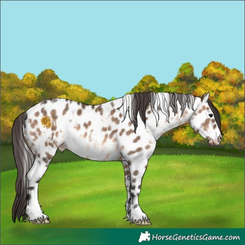 Horse Color:White Spotted Brown Dun Near Leopard 
