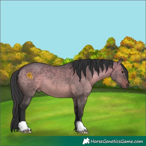 Horse Color:Brown Dun 