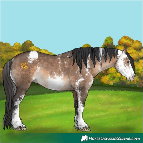 Horse Color:Brown Dun Sabino Rabicano 