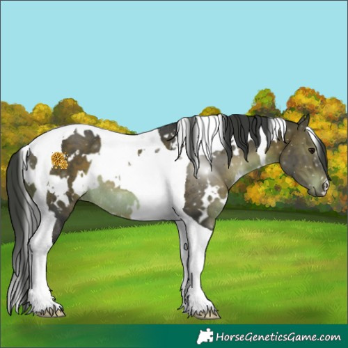 Horse Color:White Spotted Brown Tobiano Rabicano 