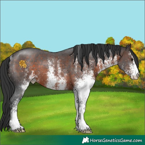Horse Color:White Spotted Brown 