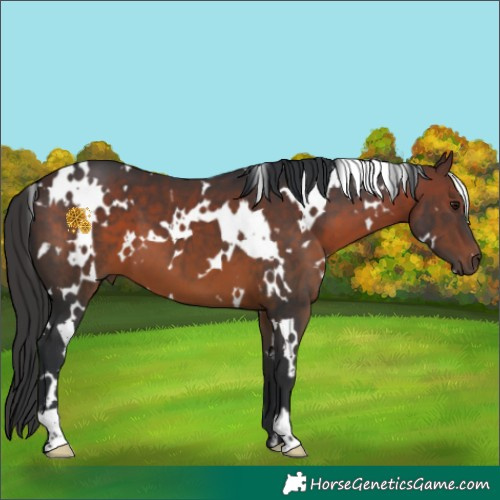 Horse Color:White Spotted Brown 