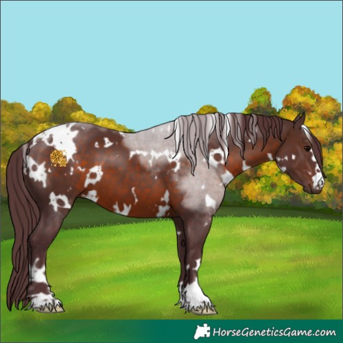 Horse Color:White Spotted Chocolate Brown 